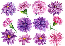 Large Set Of Flowers, Watercolor Illustration, Botanical Painting, Beautiful Bouquets Of Flowers, Flora Design, Purple Dahlia Collection, Pink Carnations