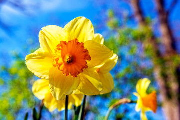 yellow daffodils in the garden