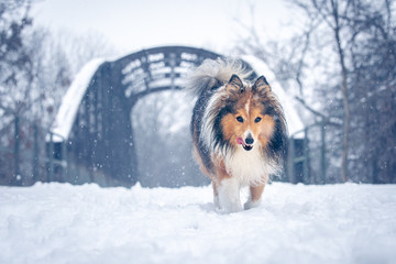 Wall Mural - Shetland sheepdog on the snow