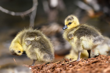 Canvas Print - Newborn Gosling Exploring the Fascinating New World