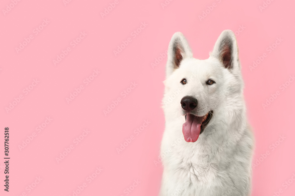 Cute funny dog on color background - obrazy, fototapety, plakaty 