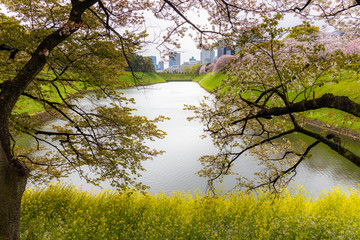 Wall Mural - Cherry blossoms at Tokyo Chidorigafuchi at early morning