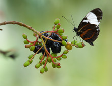 Tiger Longwing Golden Helicon Butterfly Heliconius Hecale Berries