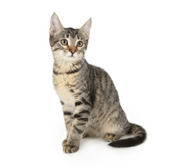 Naklejka na meble Grey striped kitten sitting on a white background
