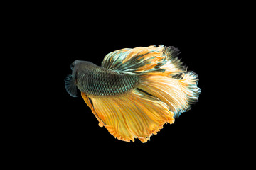 Wall Mural - Close-up moment fish betta halfmoon Yellow mixed gray black background scenes