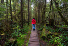 Woman Wearing A Red Coat Walking On A Wooden Path In A Wild Forest. Taken In Rainforest Trail, Near Tofino And Ucluelet, Vancouver Island, BC, Canada.