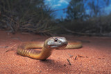 Juvenile king brown/mulga snake (Pseudechis australis) near spinifex vegetation