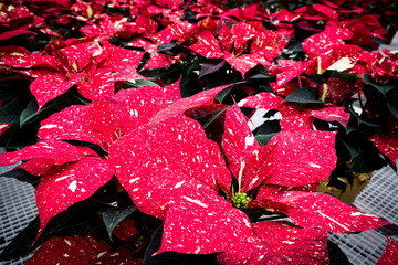 Wall Mural - Poinsettias with Red and Yellow Speckles