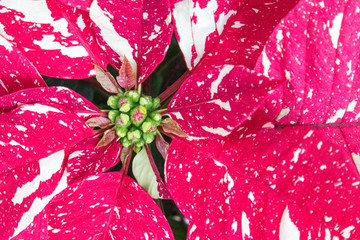 Wall Mural - Speckled Poinsettia Flowers for Chirstmas