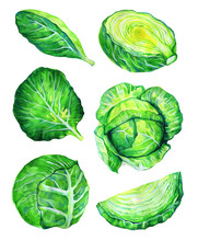 Set Of White Cabbage Heads And Leaves In Different Views. Hand Drawn Watercolor Illustration