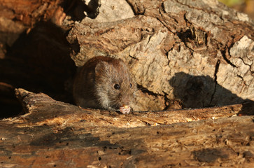 Wall Mural - A sweet wild Bank Vole, Myodes glareolus eating a nut that it has found whilst foraging for food in a log pile in woodland.	