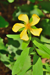 Flower of hypericum (Hypericum gebleri) 2