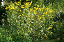 Jerusalem Artichoke Yellow Flowers In The Garden, Helianthus Tuberosus