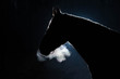 Portrait of an adult horse against a dark background. The silhouette is outlined by a bright light. Cold weather, from the nostrils of the stallion there is steam. Black background. Copy space