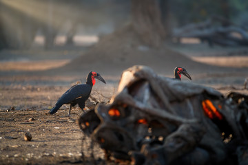 Wall Mural - african southern country hornbill, bucorvus leadbeateri feeding on carcass. big black birds with red