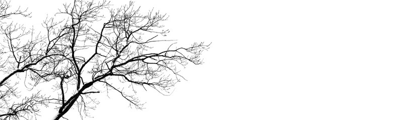 bare tree branches on white. black and white natural pattern. oak branches in winter. copy spaces