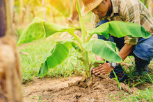 Farmer Planting A Banana Tree On His Farm
