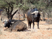 Cape Buffalo In Mokala NP
