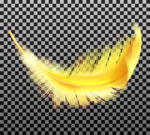 Color Golden Fluffy Feather Vector Realistic Isolated On Transparent Background. Yellow Soft Feather From Wings Of Tropical Birds Or Angel, Symbol Of Softness And Purity, Design Element