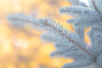 blue spruce branches on blurred background, close view 