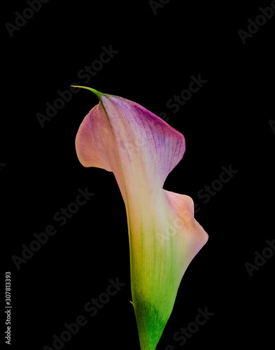calla blossom