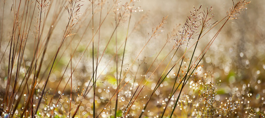 Poster - Close-up of wild grass with morning dew.