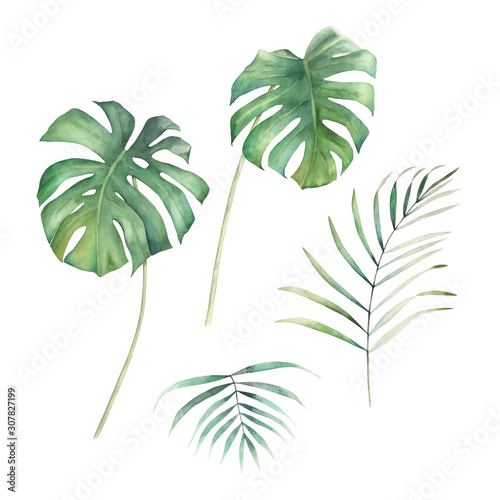 Watercolor leaves set. Hand drawn illustration. Isolated images on white back...