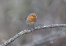 The European Robin (Erithacus Rubecula) Was Filmed On A Branch And On A Drinker. Close-up Detailed Photo In Full Color.