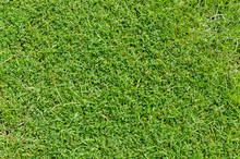 Green Grass Pattern And Texture For Background. Close-up