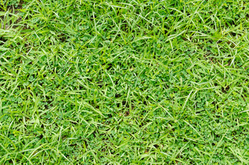 Green grass pattern and texture for background. Close-up