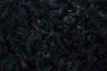 Abstract black feather background, texture with copy space