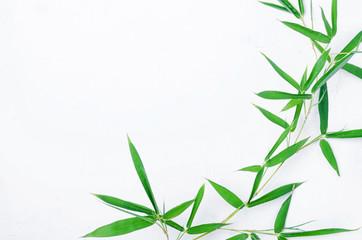  Bamboo leaves  on white background,