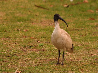 Ibis Bird in Sydney Park