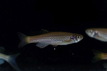 Wall Mural - Leopard danio, Danio rerio var frankei