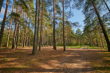 Sunny european forest landscape on a summer day with green trees