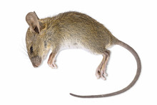 Dead Rat Isolated On White Background With Clipping Path