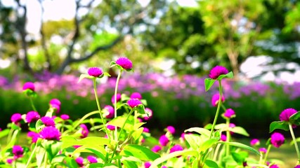 Wall Mural - Beautiful nature sunlight. Close up fresh purple amaranth flowers in garden and butterfly flying.