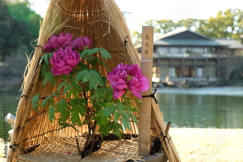 冬の徳川園で咲く 美しい冬牡丹の花 島大臣 Kaufen Sie Dieses Foto Und Finden Sie Ahnliche Bilder Auf Adobe Stock Adobe Stock 冬の徳川園で咲く 美しい冬牡丹の花 島大臣 Kaufen Sie Dieses Foto Und Finden Sie Ahnliche Bilder Auf Adobe Stock Adobe Stock