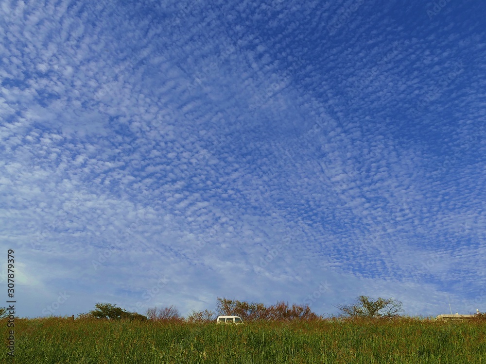 a blue sky filled with rows of cirrocumulus  - obrazy, fototapety, plakaty 