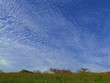 a blue sky filled with rows of cirrocumulus 