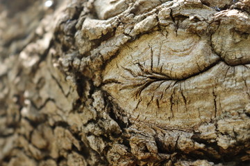 wood knot