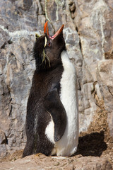 Wall Mural - Rockhopper Penguin on Pebble Island - Falkland Islands