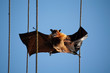 big bat killed on electric cables