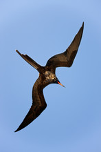 The Great Frigatebird In Flight - Galapagos Islands