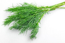 Dill Weed. Fresh Dill Greens. Fennel Isolated On White