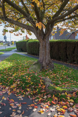 Wall Mural - Bird Cherry (Prunus padus) tree in autumn in East Grinstead