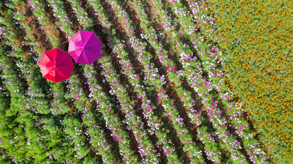 Flower garden, Aerial top view, background with beautiful colorful umbrellas