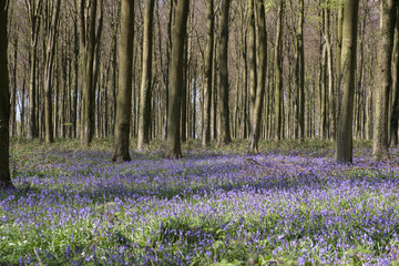 Wall Mural - Bluebells in Wepham Wood