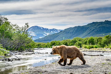 Ruling the landscape, brown bears of Kamchatka (Ursus arctos beringianus)