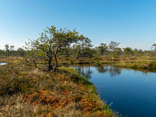 Wall Mural - beautiful landscape with swamps and swamp lakes